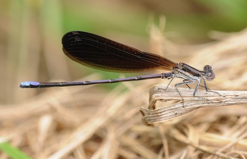 Male (A. f. fumipennis)
2008_09_11_FL